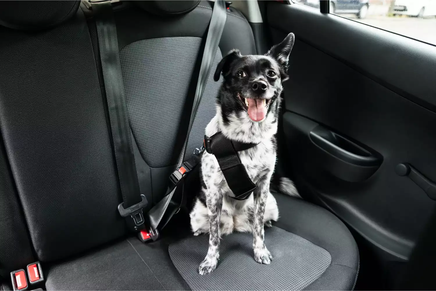 Lexus NX Dog Car Seat Belt for Australian Cattle Dogs